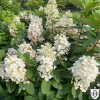 Hydrangea paniculata 'Baby Lace' - Aedhortensia 'Baby Lace' C5/5L
